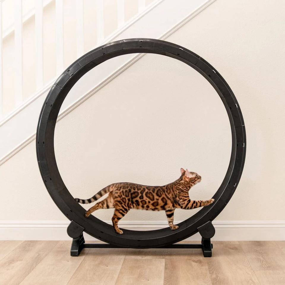 A bengal cat walking on the One Fast Cat exercise wheel