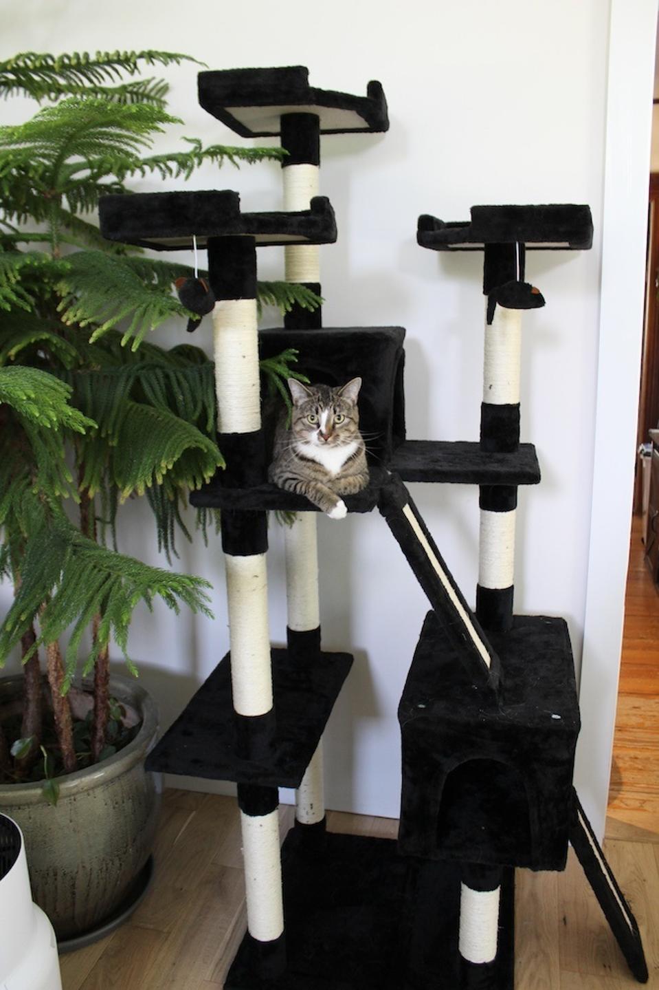 A cat relaxing on the Frisco 72-Inch Large Base Faux Fur Cat Tree And Condo 