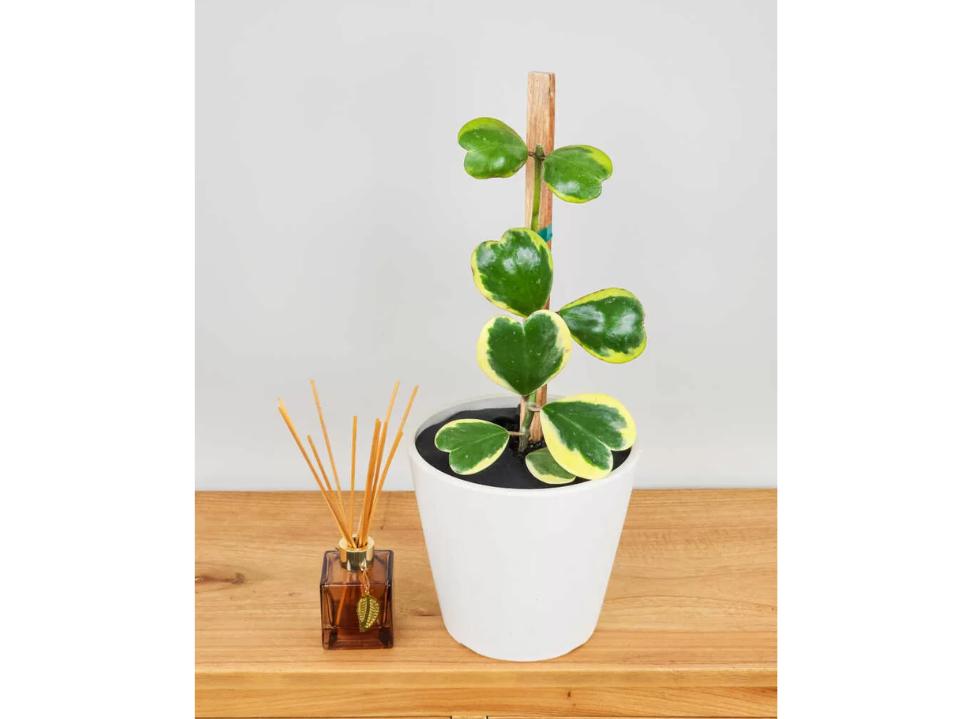 variegated Hoya Heart houseplant in white plant & incense holder on brown table beige bg