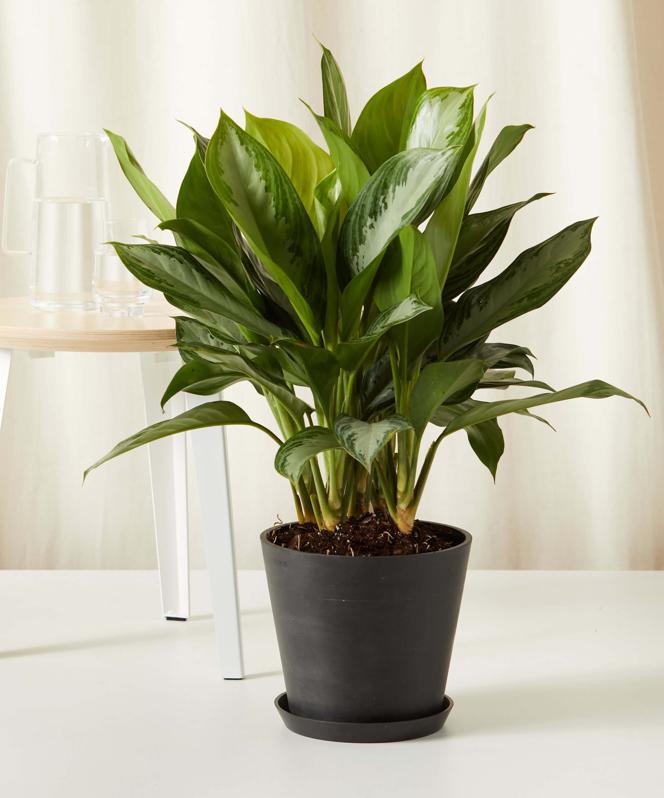 Potted Aglaonema Silver Bay 