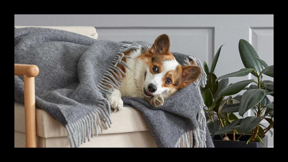 A dog wrapped in a cozy throw blanket. 