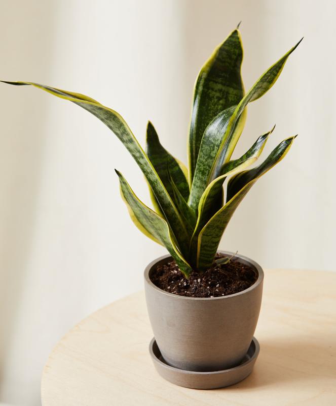 Potted Snake Plant