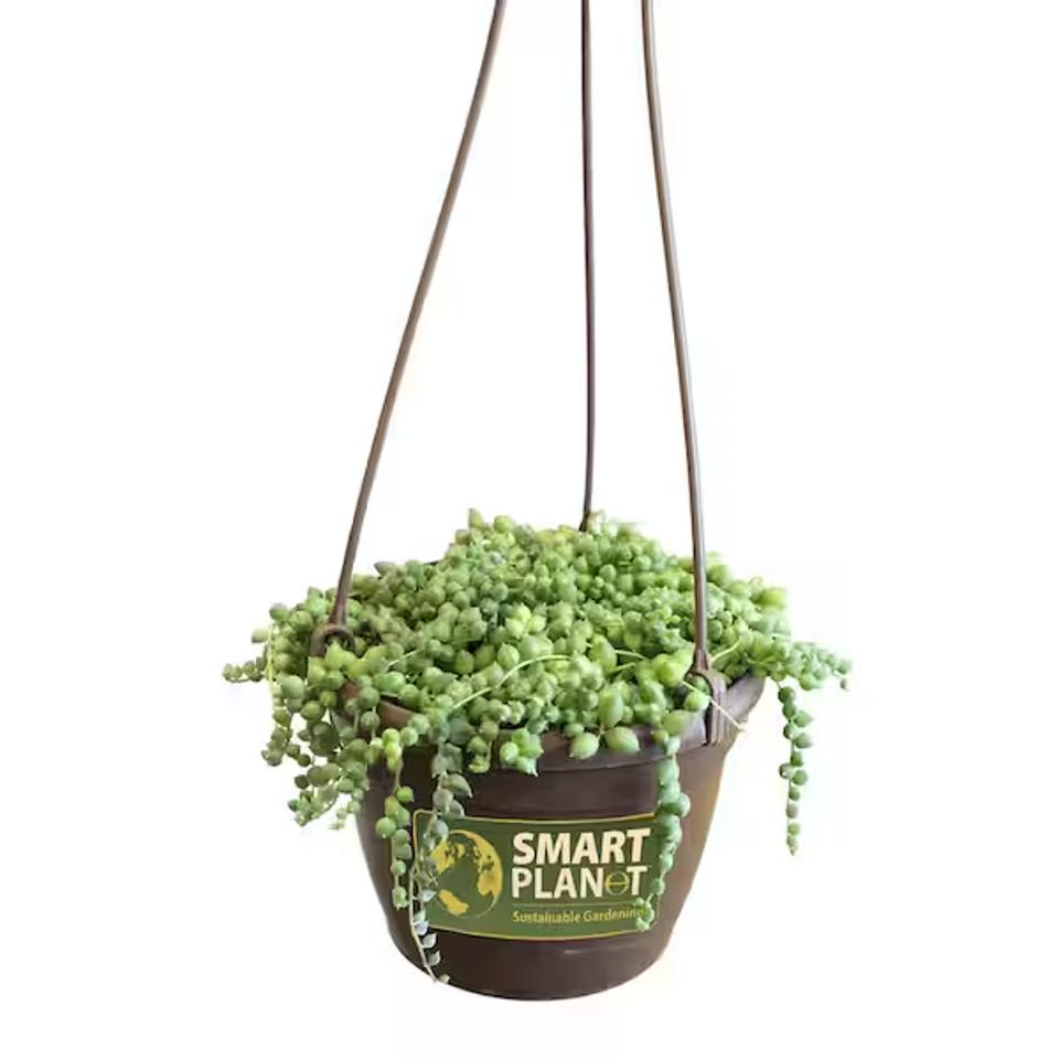 Smart Planet String Of Pearls in a brown basket.