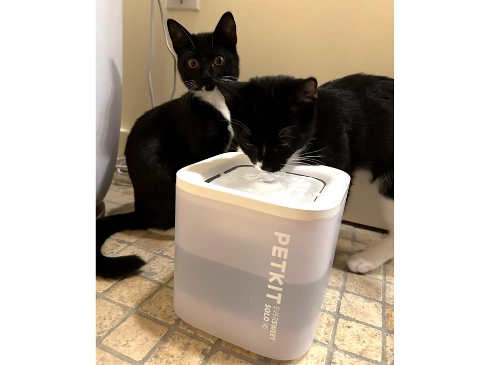 2 black/white kittens next to petkit eversweet solo se water fountain 1 drinking in bathroom