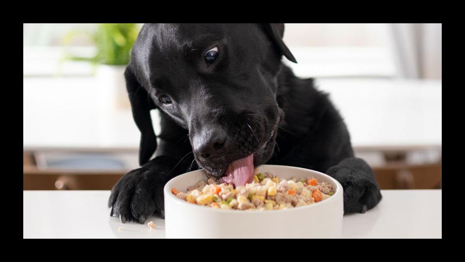 A black Labrador eating out of a bowl of food. 