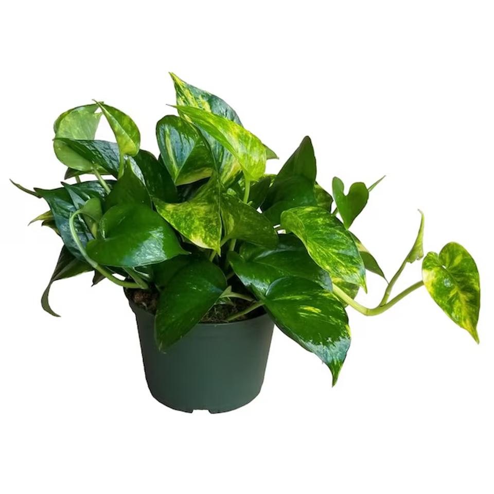 Lowe's Golden Pothos on a white background.