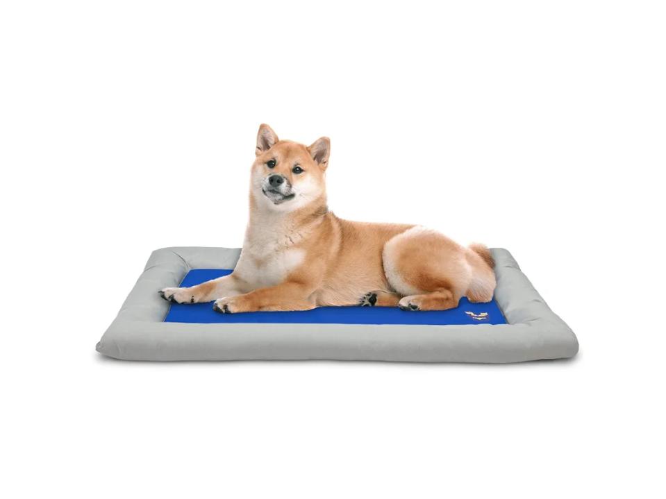 A furry large dog sitting on the Arf Pets Cooling Dog Bed against white background