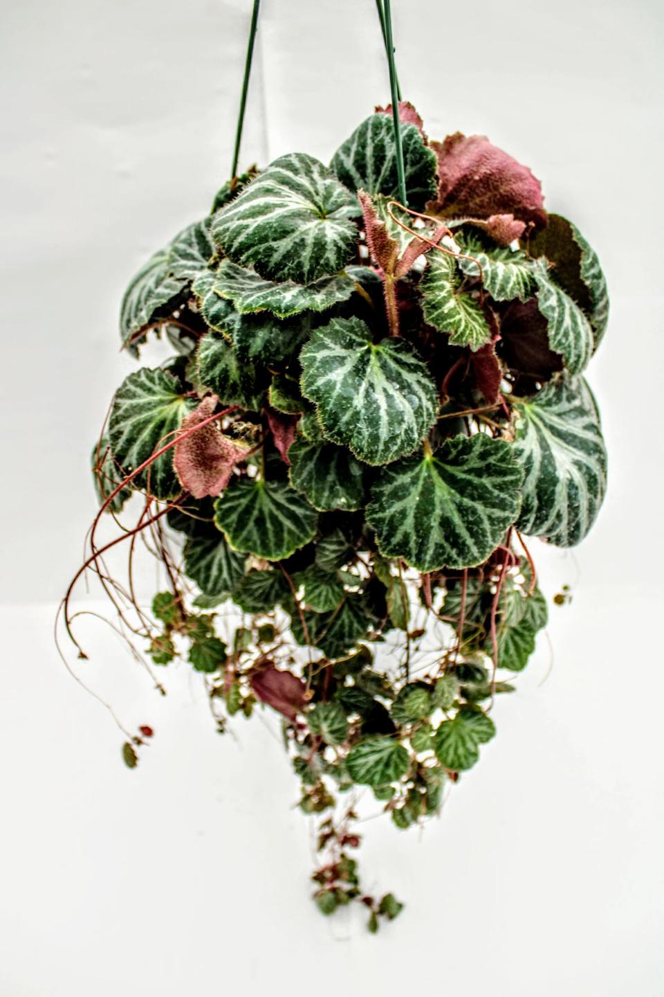 BearFootFarms Strawberry Begonia.