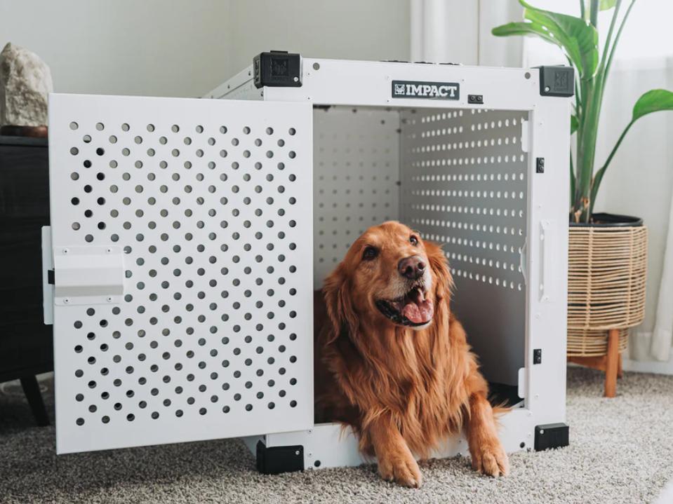 large golden retriever inside a white all metal high Anxiety Crate on beige carpet door open