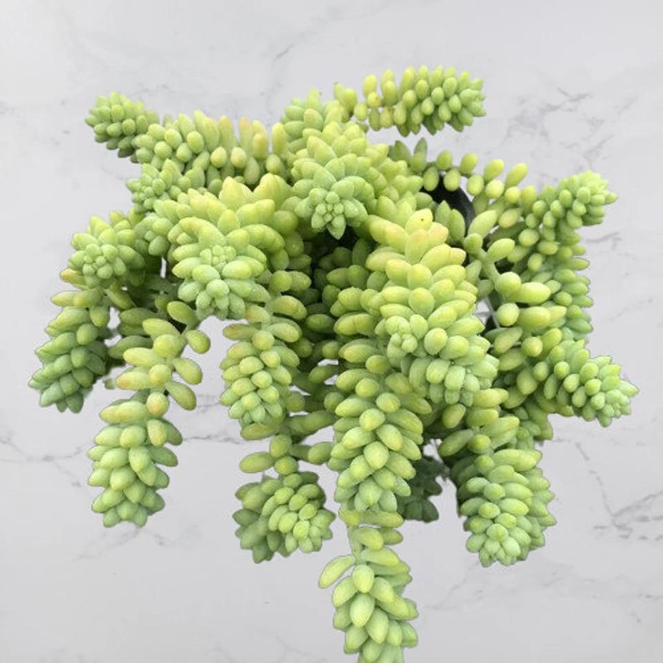 BigChangeGarden Burro’s Tail.