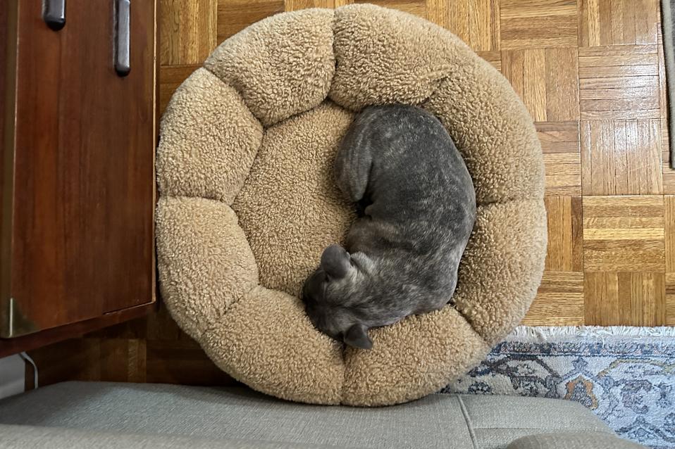 best dog beds