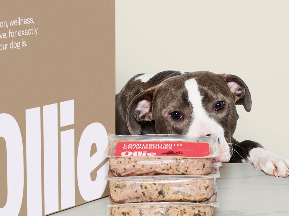 A dog sniffs packaged dog food from Ollie placed next to a brown box