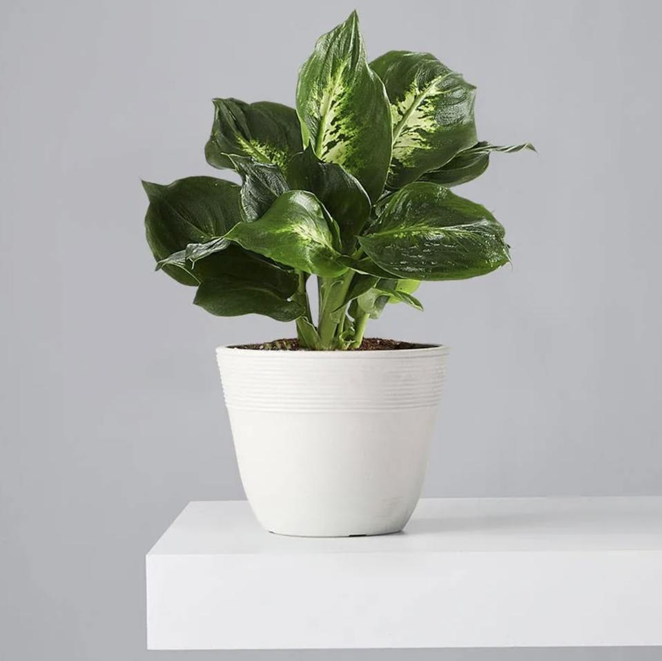 Dieffenbachia Plant (Dumb Cane)