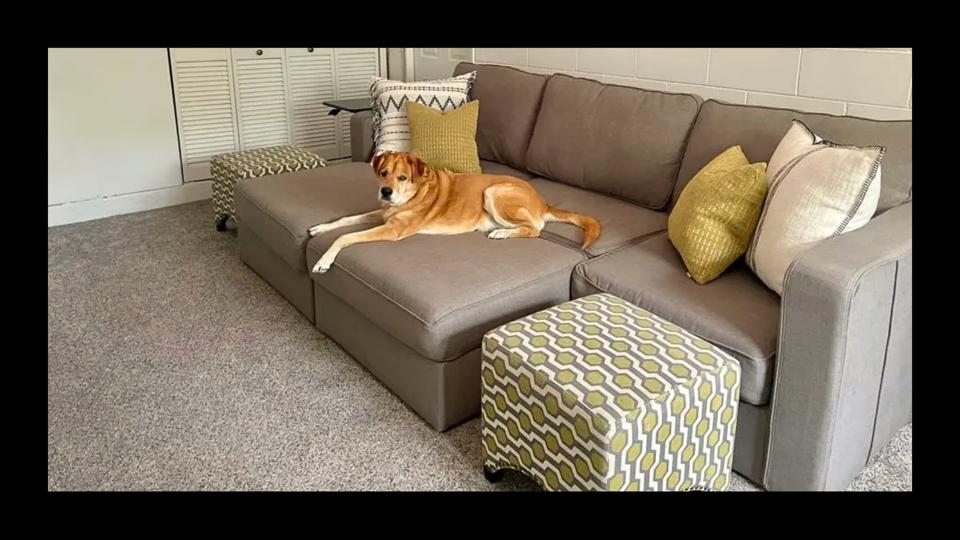 Shar Pei/Lab mix dog on light gray lovesac sactional on grey carpet in room w/ white walls