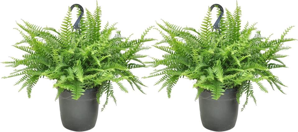 Costa Farms Boston Ferns