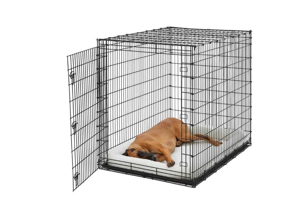 large brown dog on white bed inside xxl black midwest homes wire crate w/ white background