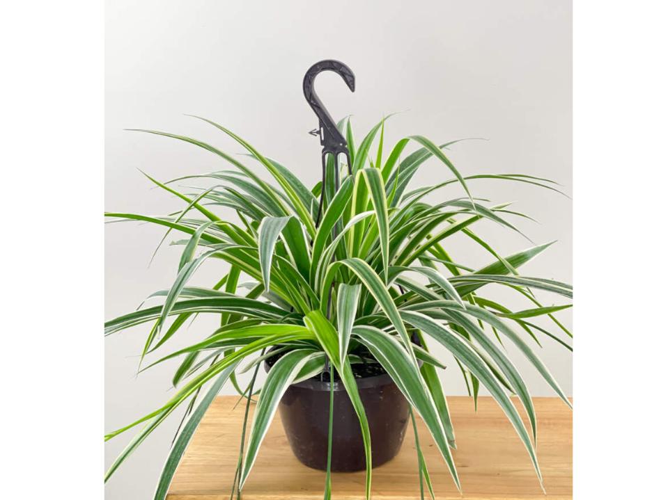 Spider Plant In black hanging Pot on light-brown table beige wall safest plants for cats