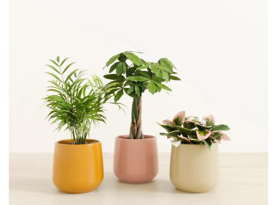 easplant nature's trifecta bundle of 3 cat-safe plants in yellow pink & beige ceramic pots