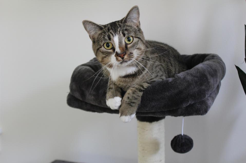 A cat relaxing on thr Frisco 38-inch Cat Tree With Condo, Top Perch And Toy 