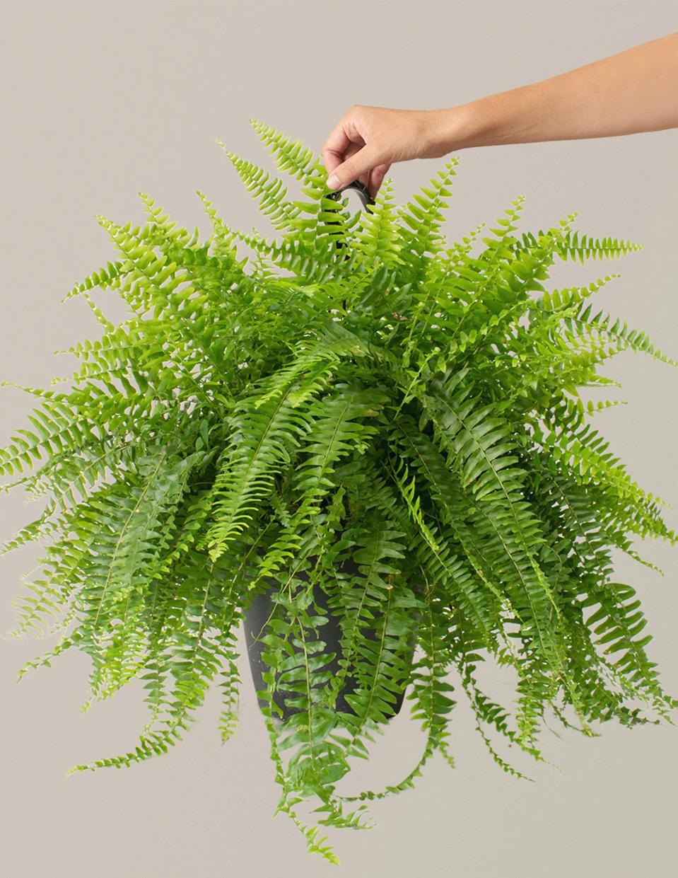 The Sill Boston Fern.