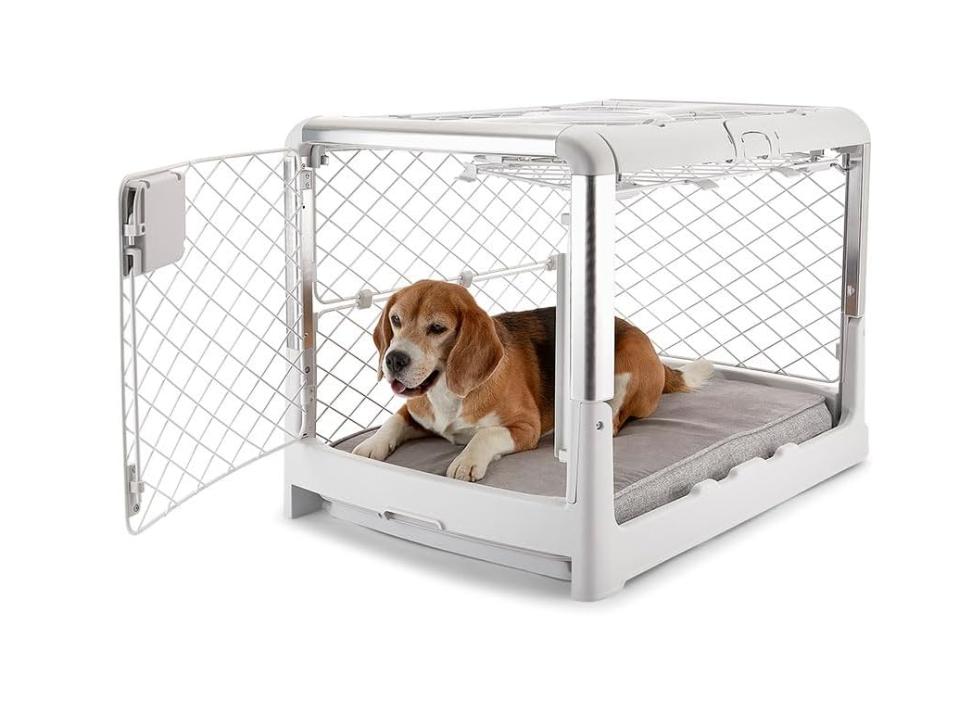 small brown and white dog inside white diggs Revol Dog Crate on white background