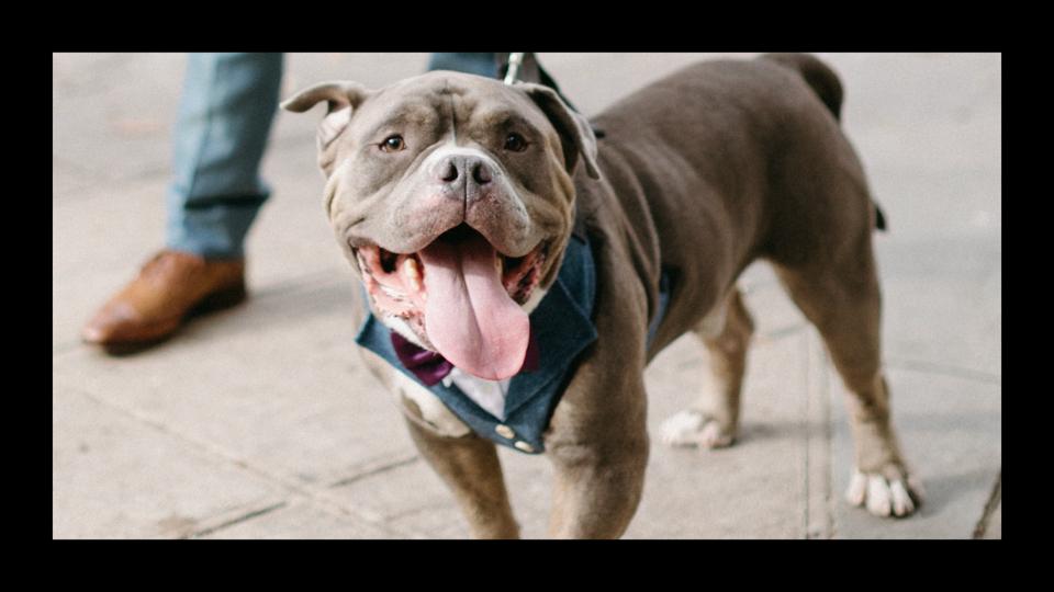 Gray dog in a blue tuxedo harness 