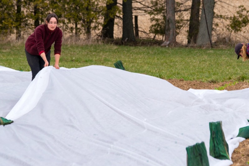 pose d'une bâche transparente sur la pelouse pour la solariser