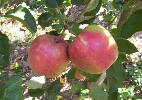 Planter des pommes résistantes aux maladies de Justice Jonafree apples.webp