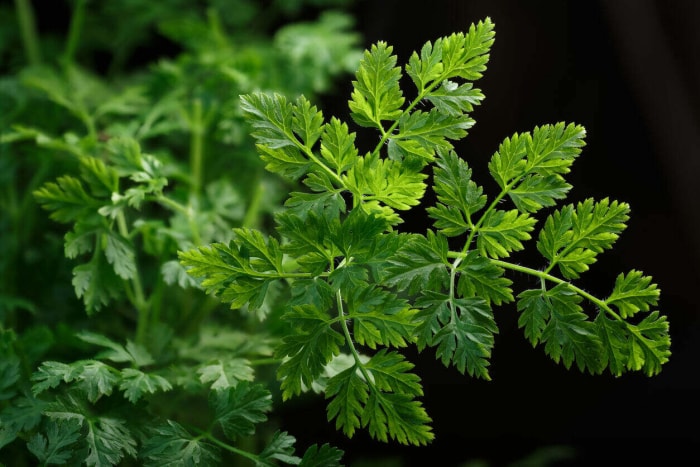 Les meilleures herbes à cultiver en intérieur