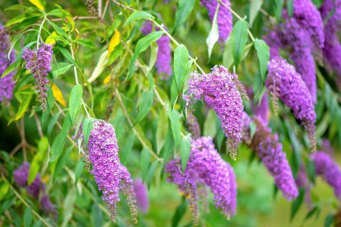 Arbuste à papillons avec des grappes tombantes de fleurs violettes.