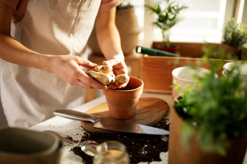 Plantation durable de plantes, d'herbes et de légumes dans un environnement domestique, une jeune femme en pot utilise des plantes pour les cultiver à l'intérieur à la maison