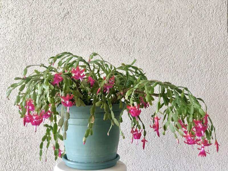 Cactus de Noël en bourgeon avec des fleurs roses au bout de longues vignes vertes dans un pot en céramique bleu.