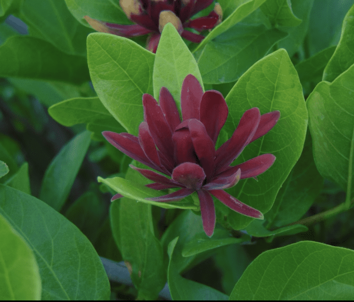 Vue rapprochée d'une fleur violet rougeâtre d'un buisson d'épices.