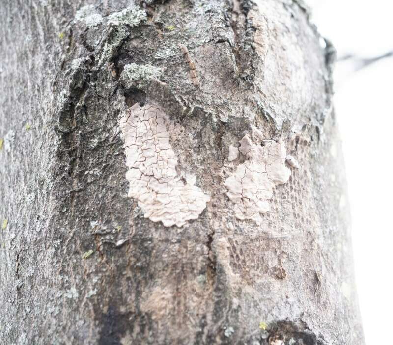 iStock-1087342064 mouche de la lanterne tachetée répandant des œufs de mouche de la lanterne sur un arbre