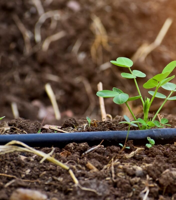 Plante d'arachide à côté d'un tube d'irrigation