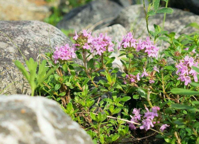 Les 15 meilleures plantes pour les rocailles