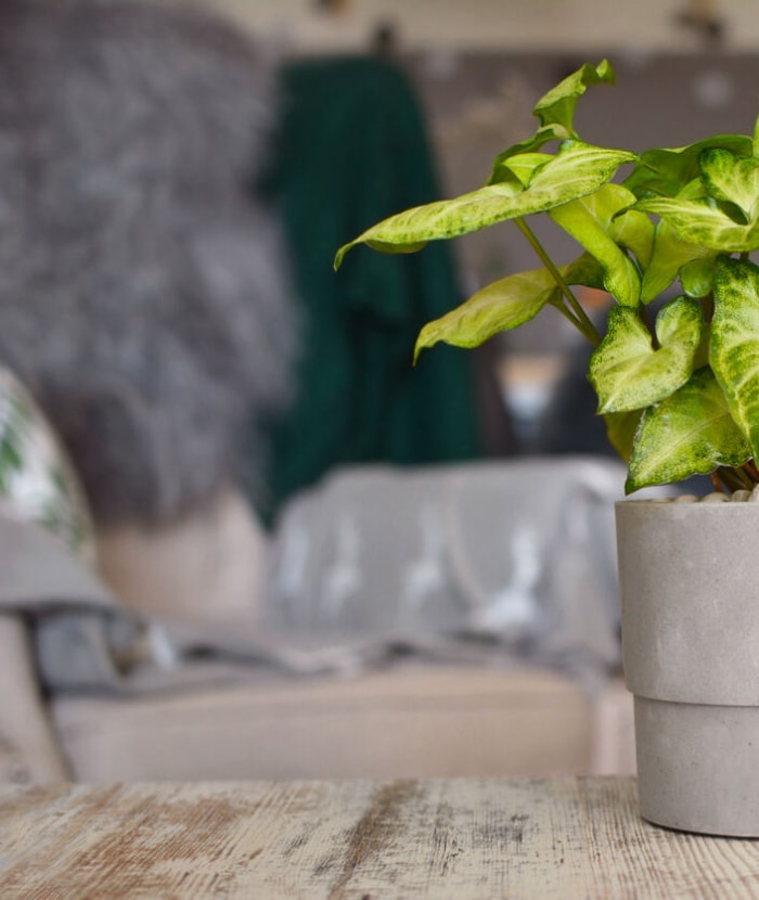 Plante grimpante à pointe de flèche avec des feuilles vertes striées de blanc dans un pot en béton gris sur une table en bois.