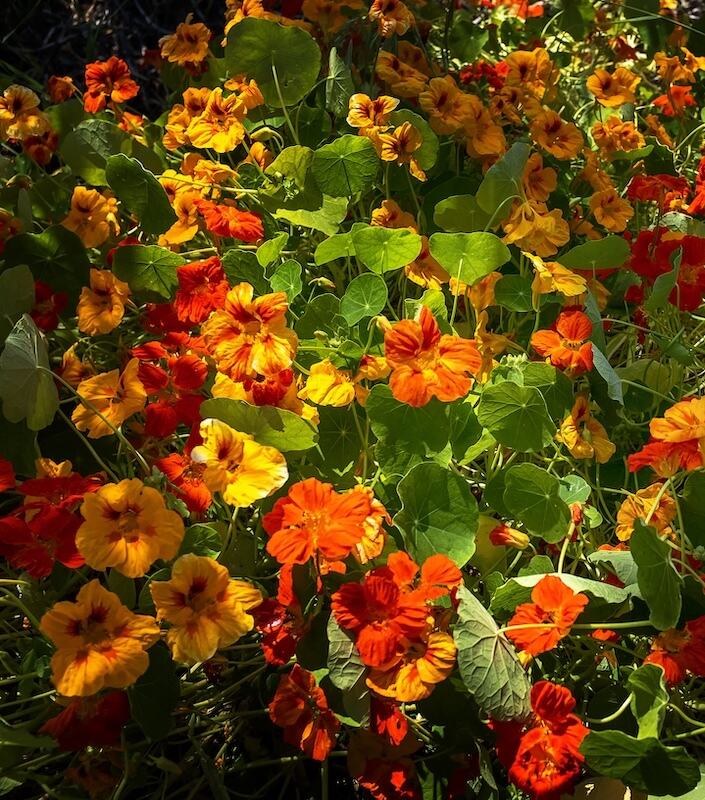 Fleurs de capucine rouges, oranges et jaunes poussant dans une parcelle.