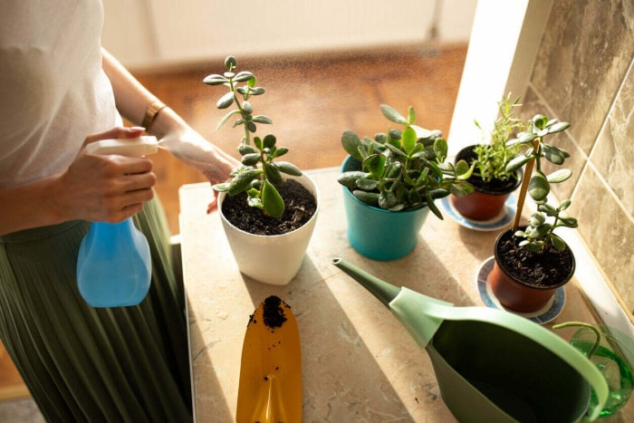 Une jeune femme jardine avec une pelle jauneGros plan de la main d'une femme pulvérisant une plante d'intérieur