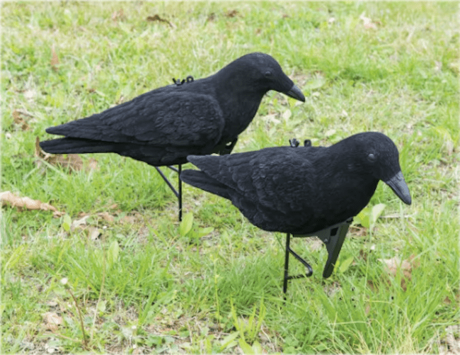 Deux leurres de corbeaux sur une pelouse de banlieue.