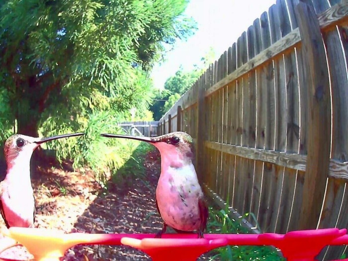 Deux colibris se regardant l'un l'autre sur la caméra Birdfy Hum Feeder.