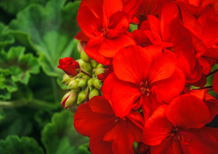 iStock-971111544 fleurs annuelles géranium.jpg