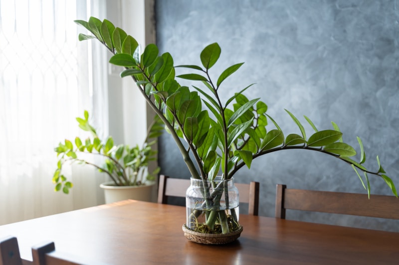 Zamioculcas, gemme de Zanzibar, plante ZZ, plante Zuzu cultivée dans un pot en argile à l'intérieur du salon. Concept d'entretien des plantes d'intérieur. La plante ZZ dans un pot de fleurs blanc repose sur un support en bois