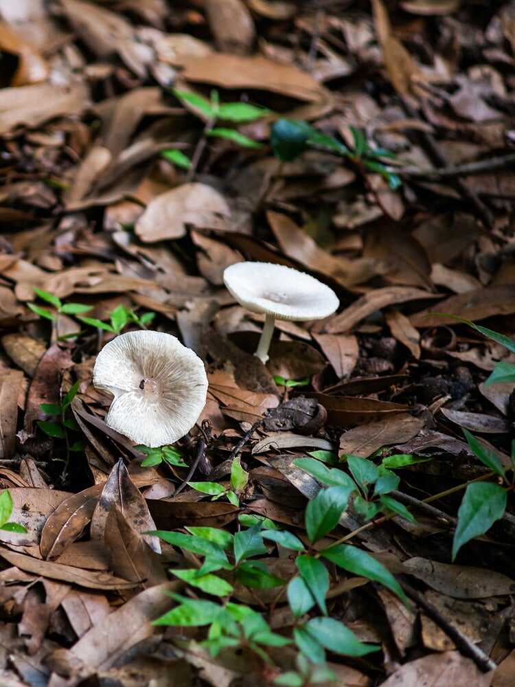 9 raisons pour lesquelles vous devriez pailler votre jardin chaque automne