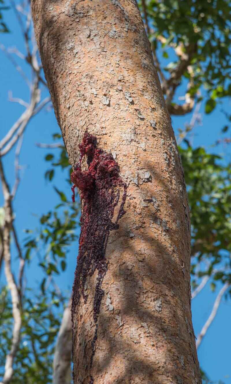 Gros plan d'un arbre sanguinaire dont le tronc suinte la sève rouge vif par une journée ensoleillée à Darwin, en Australie