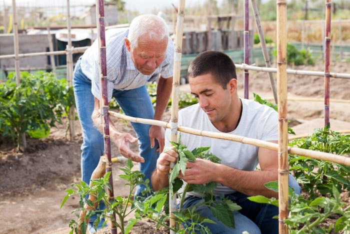 façons gratuites de démarrer un jardin - deux hommes attachant un treillis de tomates