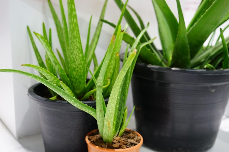 Plante d'Aloe Vera