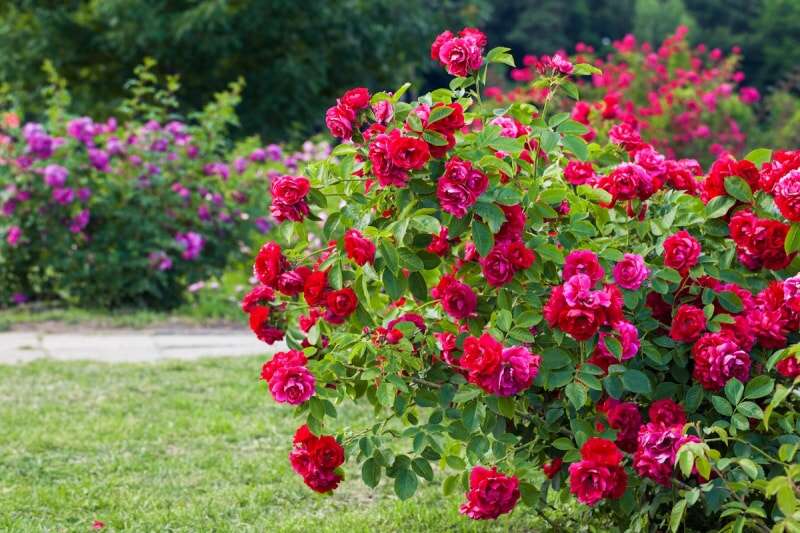 Buisson de roses dans un jardin paysager.