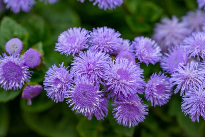 iStock-1415743137 fleurs annuelles ageratum bleu artiste.jpg