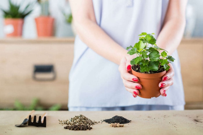 Une personne tient une plante en pot et différents types de sol sont séparés en tas sur une table.